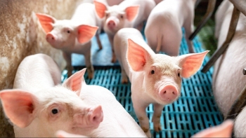 Ngày 27/1: Giá heo hơi tại ba miền đang dao động từ 66.000  - 69.000 đồng/kg