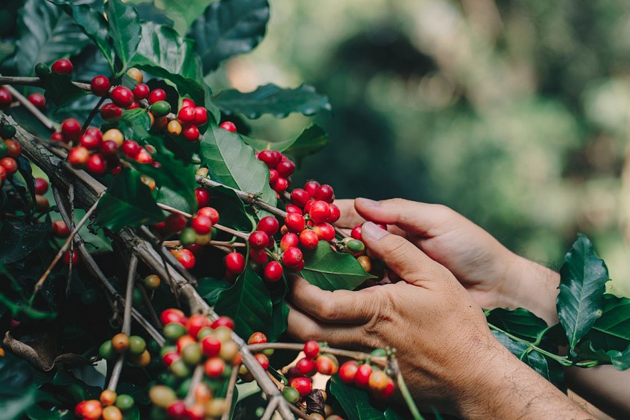 Giá cà phê Arabica tăng kỷ lục