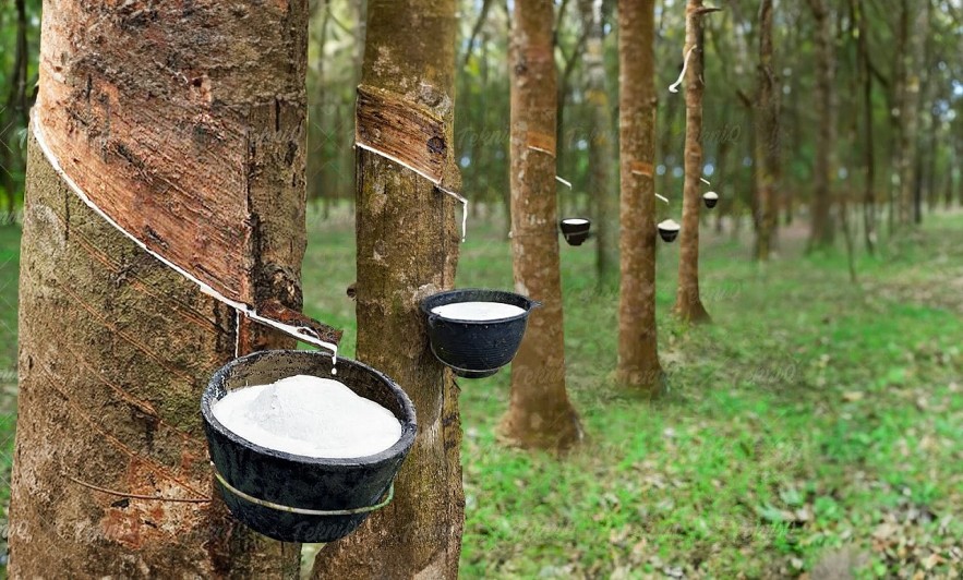 Ngày 31/10: Giá cao su thế giới giảm xuống mức thấp nhất trong gần hai tháng