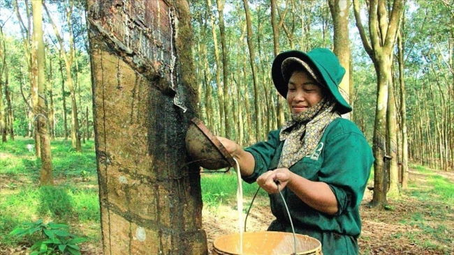 ngay 12 gia cao su trong nuoc on dinh san giao dich tang