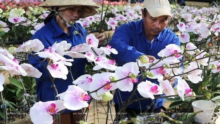 Lâm Đồng: Kỳ vọng từ thương hiệu Đà Lạt – kết tinh kỳ diệu từ đất lành