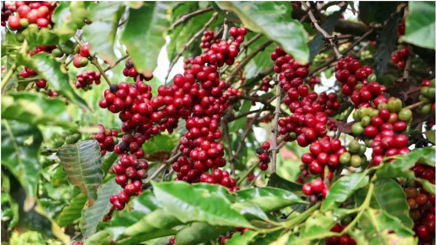 Ngày 6/2: Giá cà phê và hồ tiêu đồng loạt tăng cao