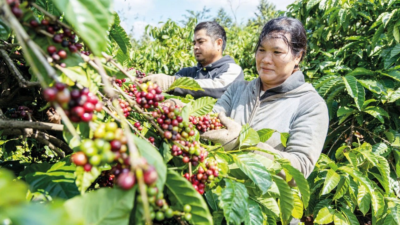 Giá cà phê liên tục xô đổ kỷ lục