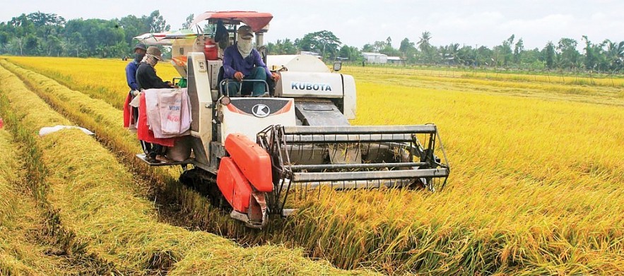 Ngày 8/2: Giá gạo trong nước tăng nhẹ, gạo xuất khẩu gặp khó