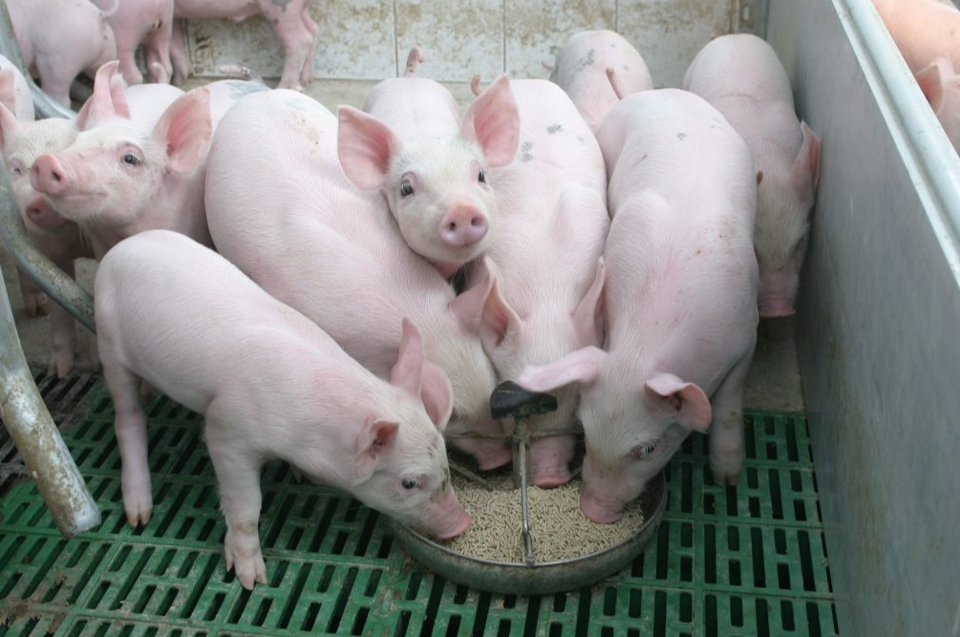 Ngày 10/2: Giá heo hơi tăng nhẹ tại một vài địa phương trong sáng đầu tuần