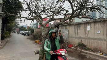 Lê rừng, mận rừng "đại náo" thị trường hoa cảnh sau Tết