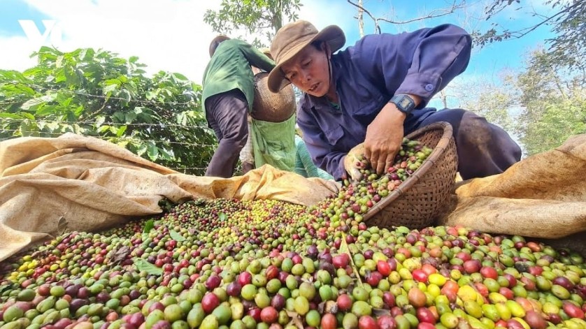 Ngày 12/2: Giá cà phê lập đỉnh mới, hồ tiêu tiếp tục tăng mạnh