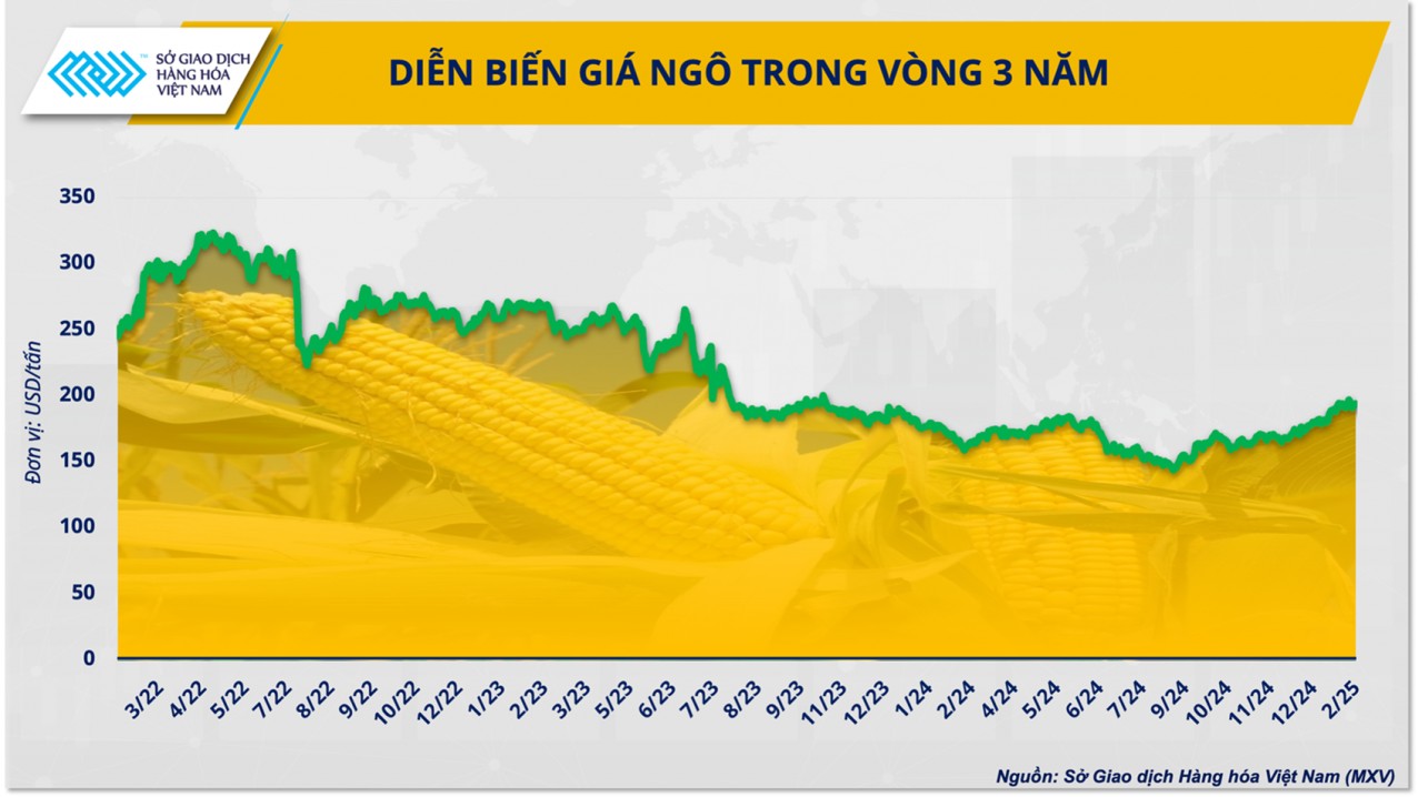 Thị trường ngô thế giới năm 2025, thách thức ‘mang theo’ cơ hội