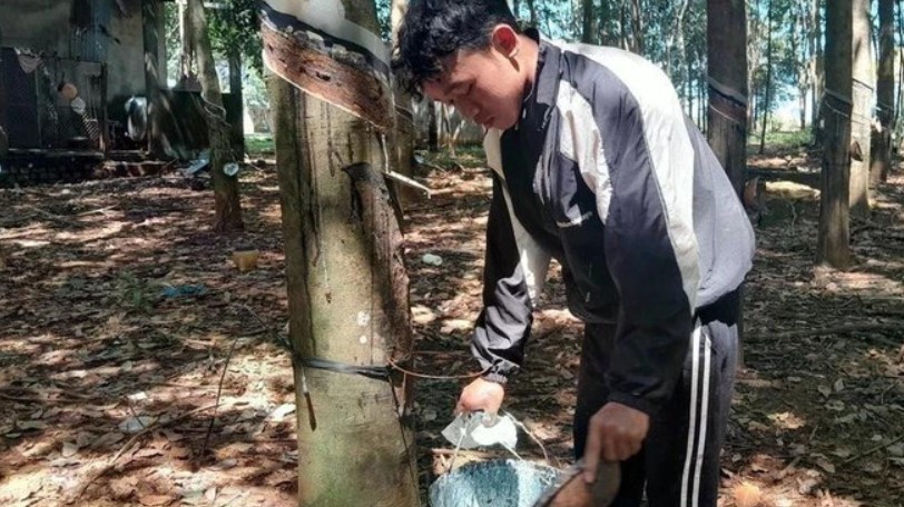 Vietnam’s rubber export expected to hit 11 billion USD in 2025