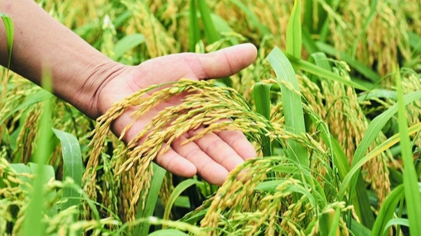 Gi&aacute; l&uacute;a gạo h&ocirc;m nay 22/2: gi&aacute; l&uacute;a tăng, gi&aacute; gạo giảm. Ảnh minh họa.