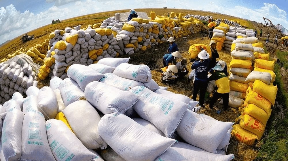 Thị trường nông sản: Giá gạo xuất khẩu giảm thấp do nhu cầu yếu, nguồn cung dồi dào