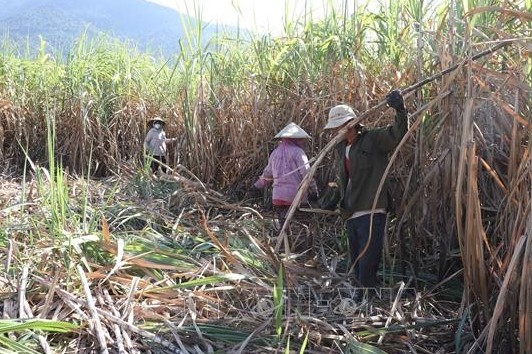 Khánh Hoà: Nhiều chính sách hỗ trợ người dân sản xuất và tiêu thụ mía