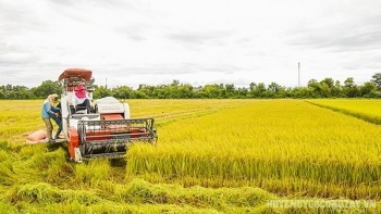 Ngày 1/3: Giá lúa tươi tiếp tục giảm nhẹ, xuất khẩu duy trì ổn định