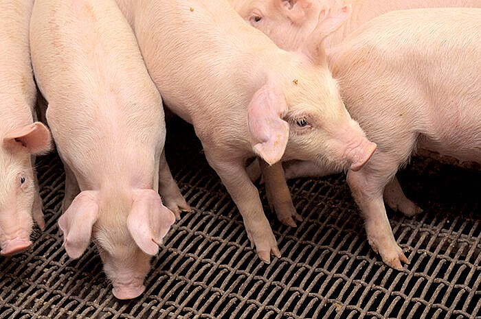 Ngày 1/3: Giá heo hơi đạt mốc 80.000 đồng/kg tại khu vực phía Nam