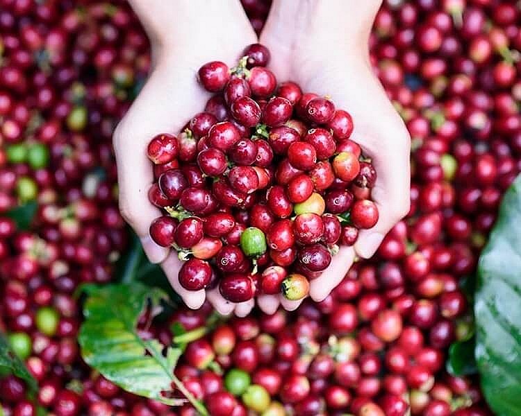 Ngày 2/3: Giá cà phê tiếp đà giảm, sắc xanh trở lại với giá hồ tiêu