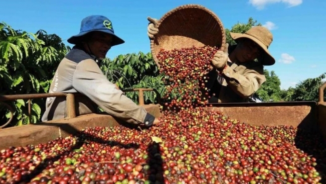 Vietnam’s coffee exports aim for 6 billion USD milestone