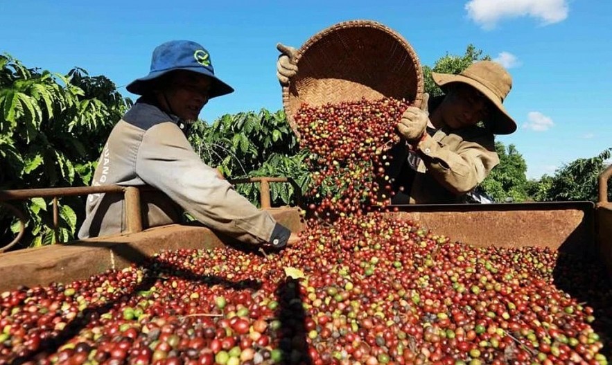 Vietnam’s coffee exports aim for 6 billion USD milestone
