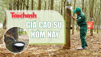 Ngày 11/3: Giá cao su thế giới giảm mạnh, trong nước nối dài đà đi ngang