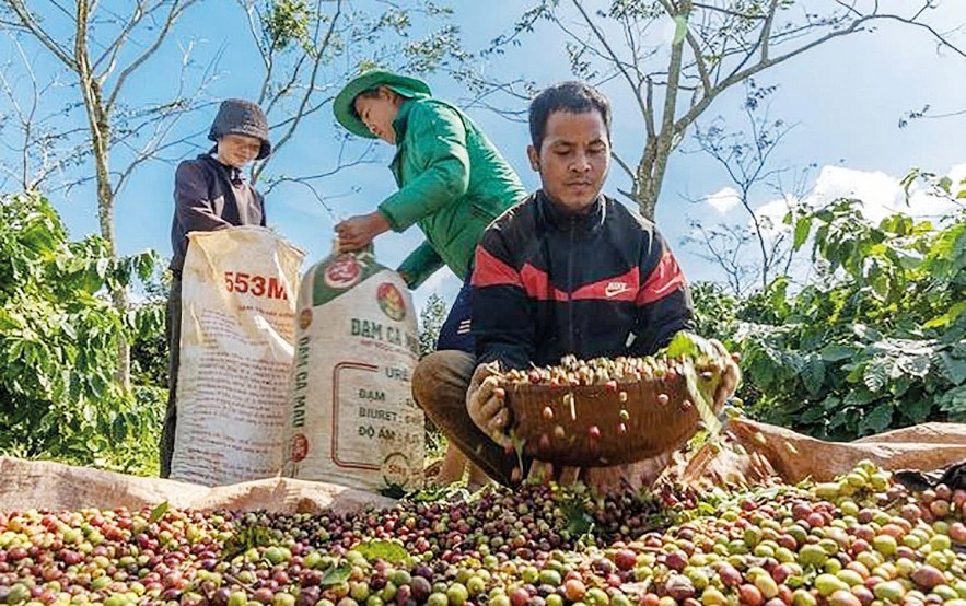 Giá cà phê, đường biến động ra sao trong quý II/2025?