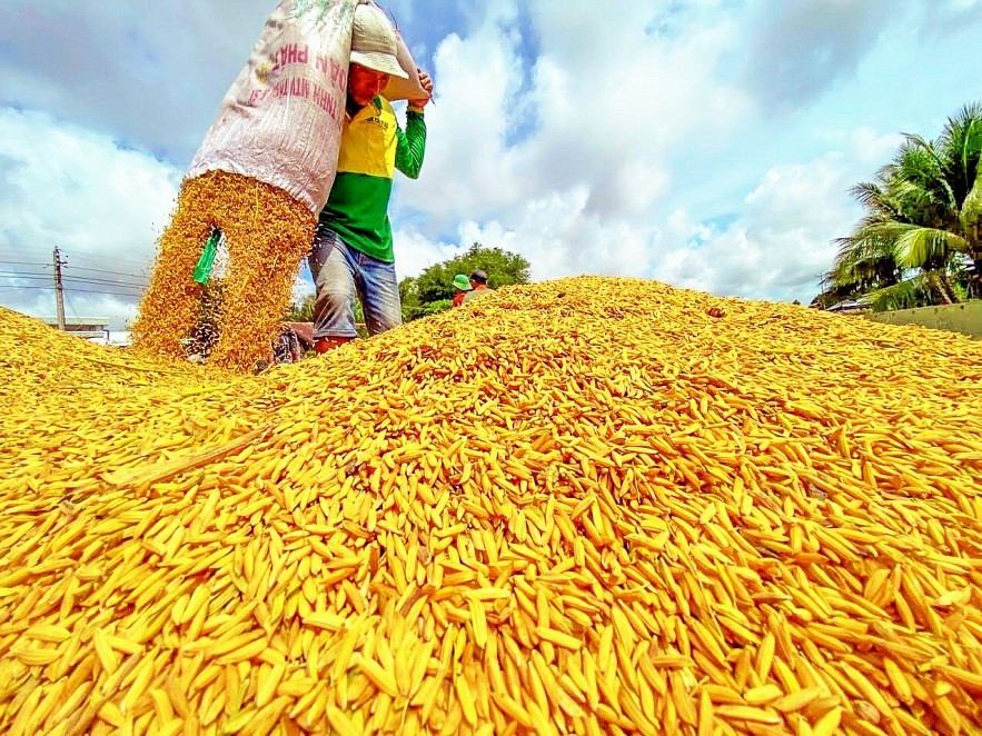 Rice exports set for rebound amid strong demand