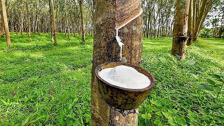 Ngày 22/3: Giá cao su ổn định trong nước, tăng mạnh tại thị trường Nhật Bản