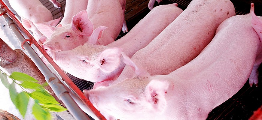 Ngày 22/3: Giá heo hơi tiếp tục giảm, thị trường xa dần mốc 80.000 đồng/kg