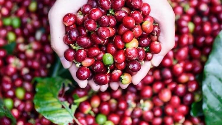 Ngày 23/3: Giá cà phê, tiêu duy trì ở mức cao