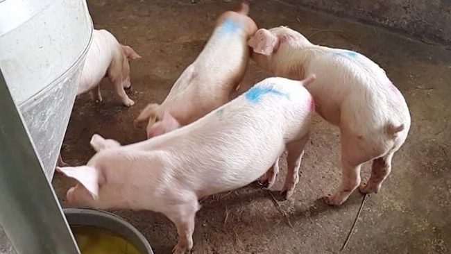 Ngày 23/3: Giá heo hơi tiếp tục giảm từ 1.000 - 2.000 đồng/kg tại nhiều địa phương