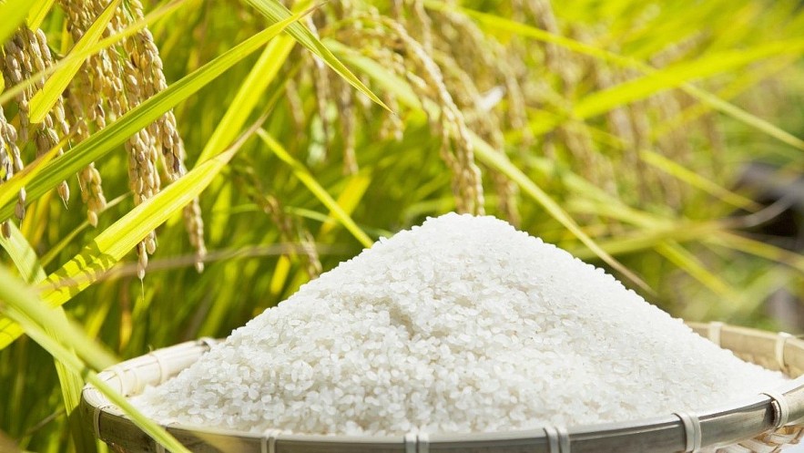 Ngày 24/3: Giá lúa gạo tại Đồng bằng sông Cửu Long ít biến động