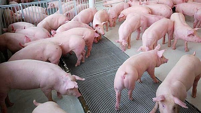 Ngày 24/3: Giá heo hơi tiếp đà giảm nhẹ tại một số tỉnh thành