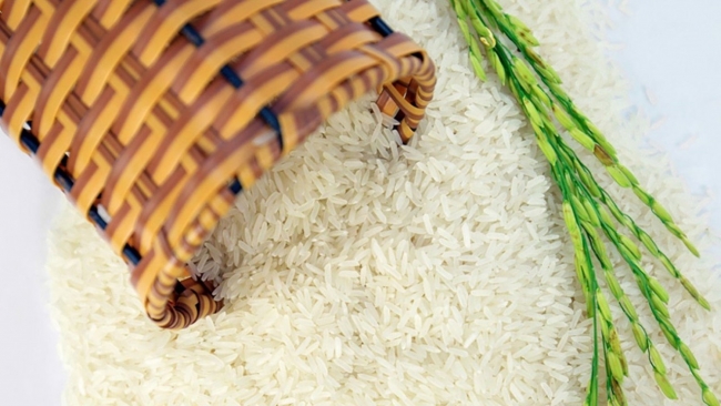 Ngày 25/3: Giá gạo tại Đồng bằng sông Cửu Long đảo chiều giảm, lúa chững giá