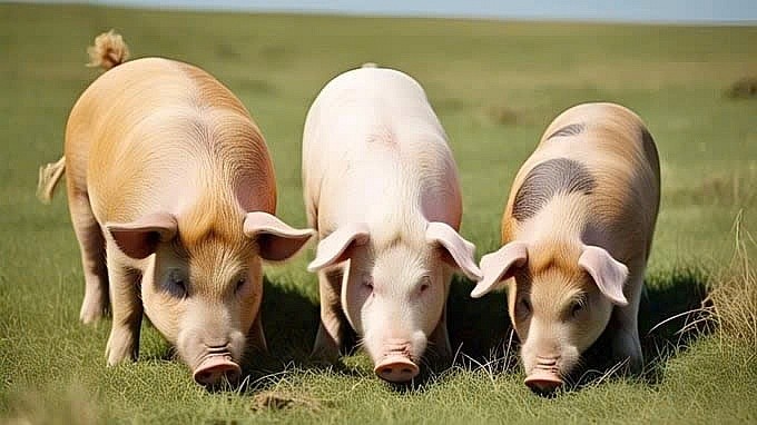 Ngày 25/3: Giá heo hơi tiếp tục giảm nhẹ tại nhiều địa phương