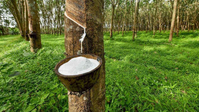 Ngày 27/3: Giá cao su thế giới biến động trái chiều, trong nước ổn định