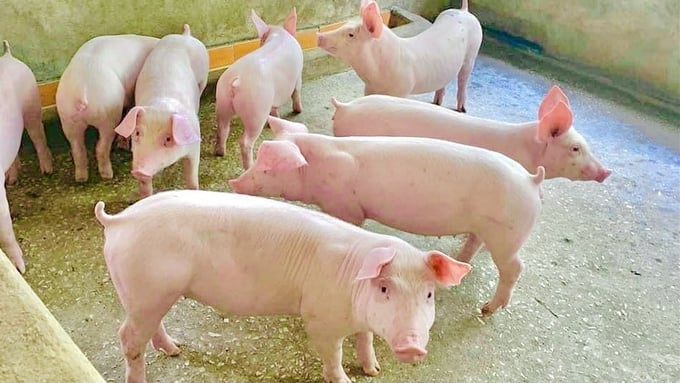Ngày 27/3: Giá heo hơi giảm tại miền Trung và miền Nam
