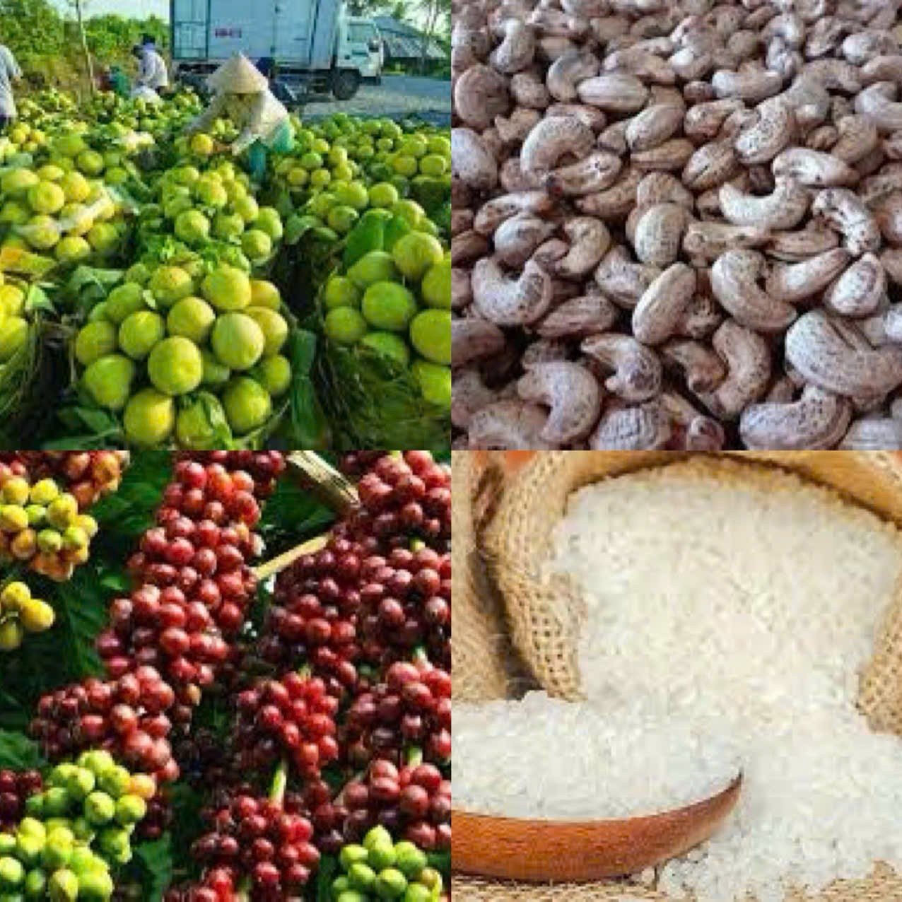 Hàng Việt chinh phục thế giới qua thương mại điện tử xuyên biên giới