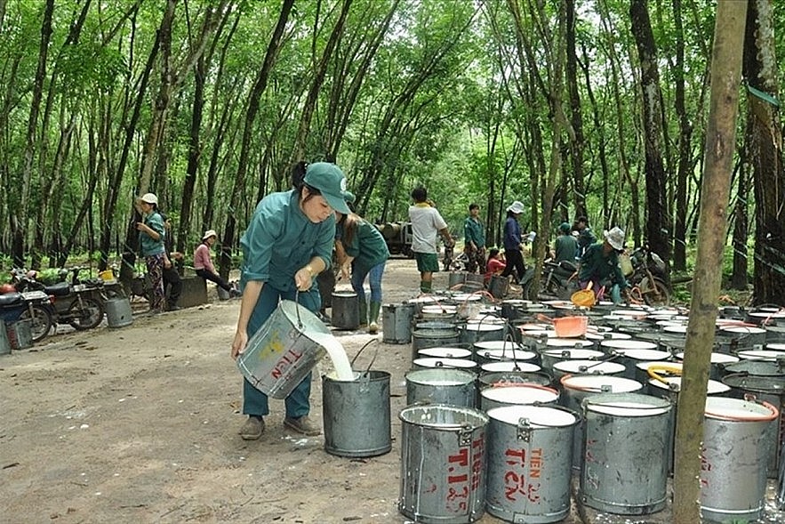 Ngày 8/4: Giá cao su thế giới trên các thị trường chính ổn định