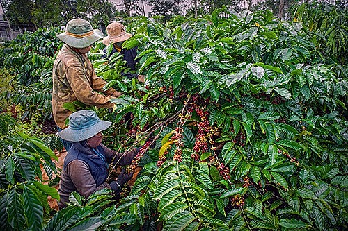 Ngày 12/4: Giá cà phê, hồ tiêu đồng loạt tăng