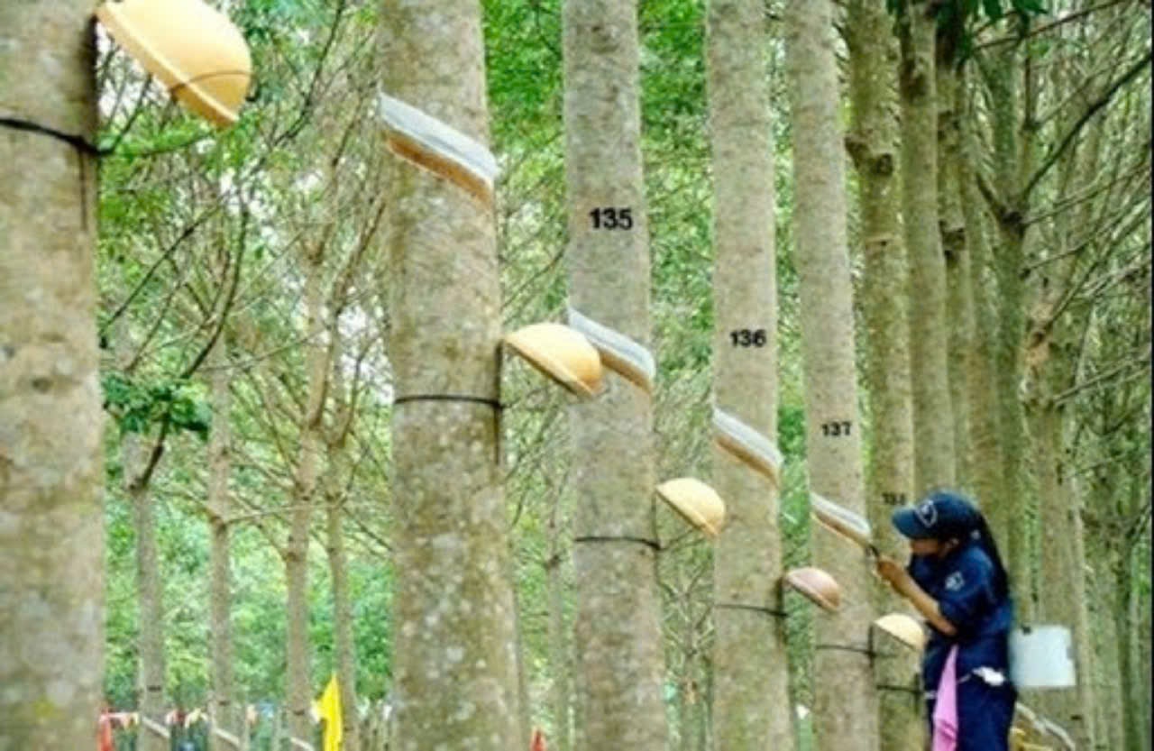 Giá cao su hôm nay 14/4/2025: Duy trì ổn định