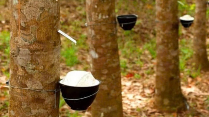 Ngày 30/4: Giá cao su tại Nhật Bản tăng mạnh, trong nước ổn định