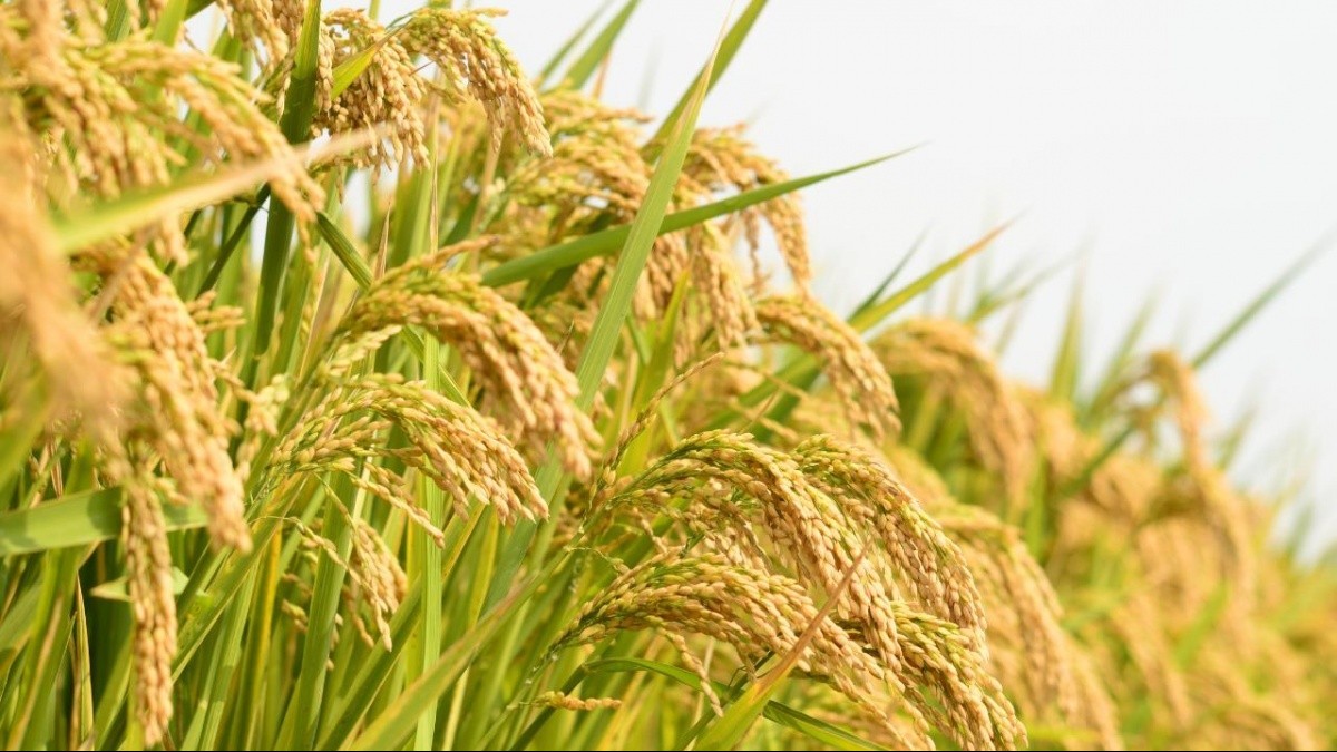 Ngày 30/4: Giá gạo tại Đồng bằng sông Cửu Long ổn định, lúa đảo chiều giảm