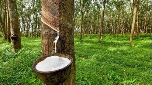 Ngày 3/5: Giá cao su bật tăng tại thị trường Nhật Bản và Thái Lan