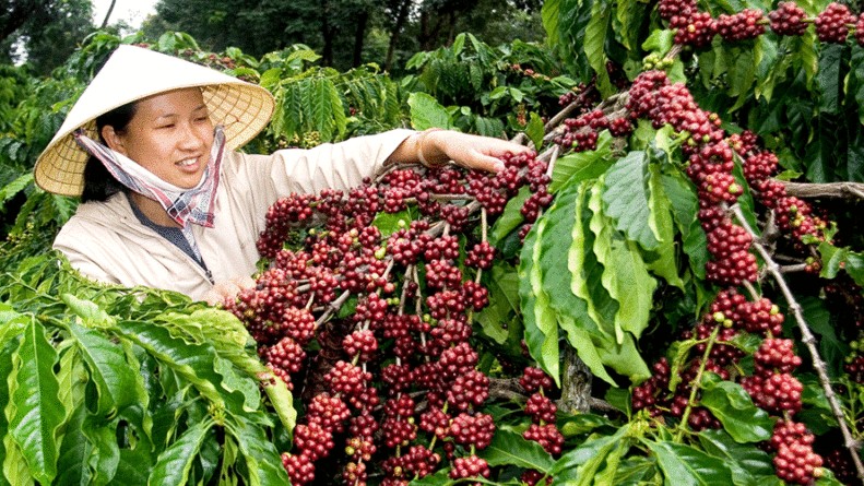 Ngày 4/5: Giá cà phê trong nước tăng mạnh
