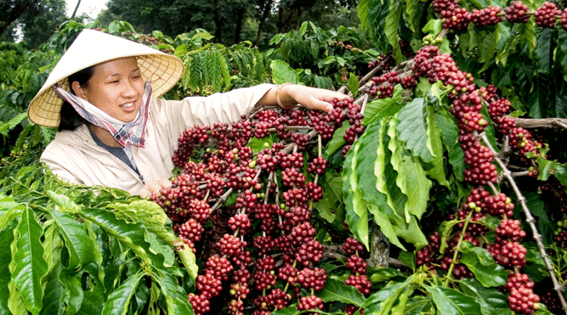 Ngày 4/5: Giá cà phê trong nước tăng mạnh