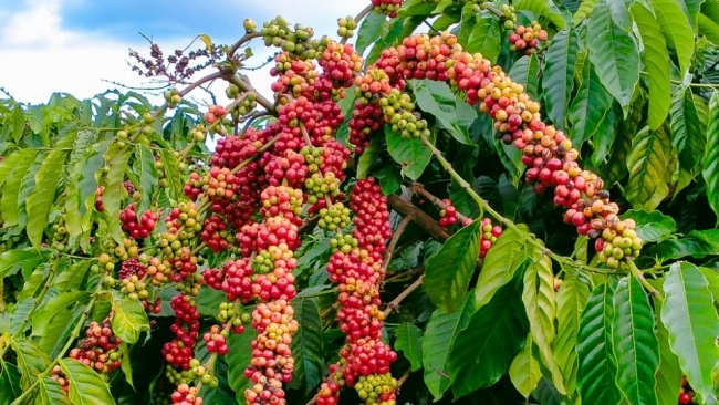 Ngày 5/5: Giá cà phê neo cao, hồ tiêu ở mức 155.200 đồng/kg