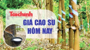 Ngày 5/5: Giá cao su trên sàn SGX - Singpore giữ đà tăng, trong nước ổn định