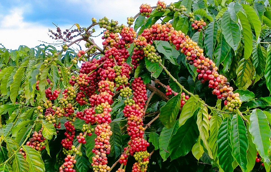 Ngày 5/5: Giá cà phê neo cao, hồ tiêu ở mức 155.200 đồng/kg