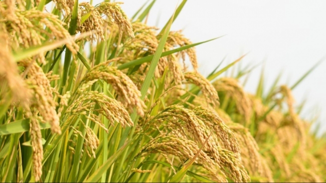 Ngày 7/5: Giá lúa tươi tại Đồng bằng sông Cửu Long giảm mạnh