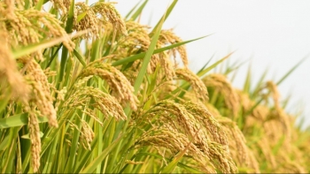 Ngày 7/5: Giá lúa tươi tại Đồng bằng sông Cửu Long giảm mạnh