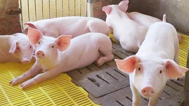 Giá heo hơi hôm nay 5/5: Giá cả dao động ở mức 66 – 74.000 đồng/kg - Ảnh 1