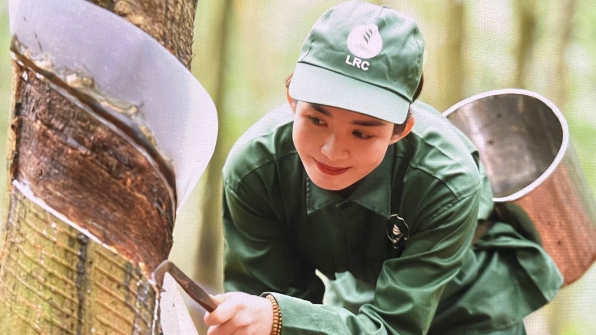 Ngày 8/5: Giá cao su trên các sàn giao dịch chủ chốt tăng giảm trái chiều
